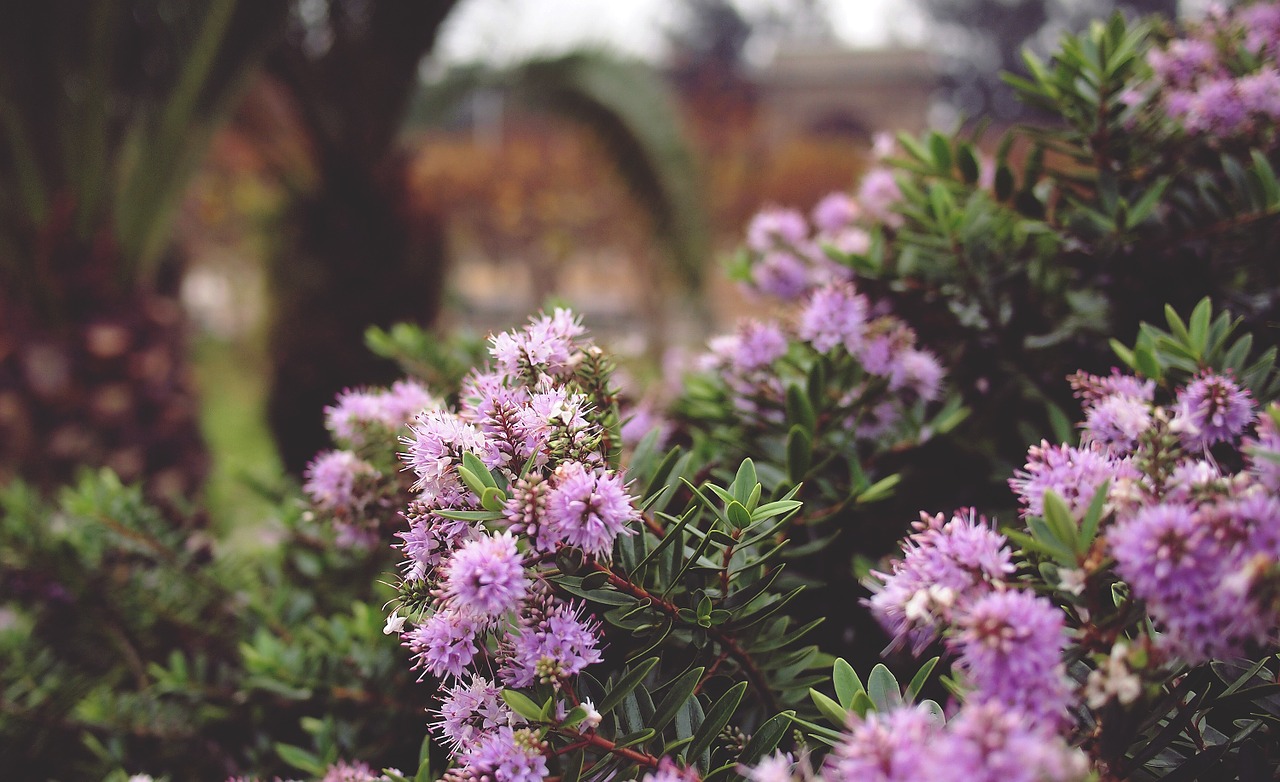 purple flowers plants free photo