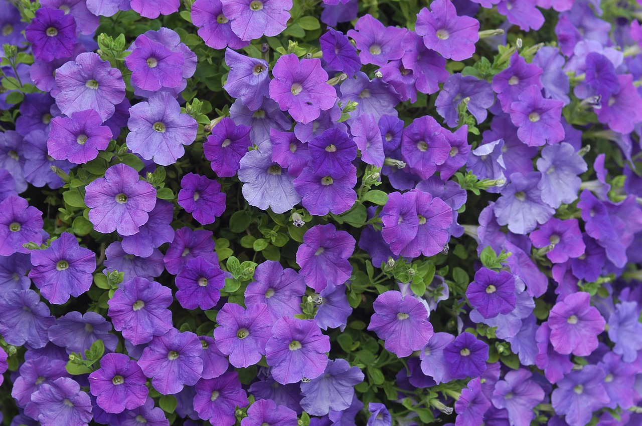 purple petunia hanging free photo
