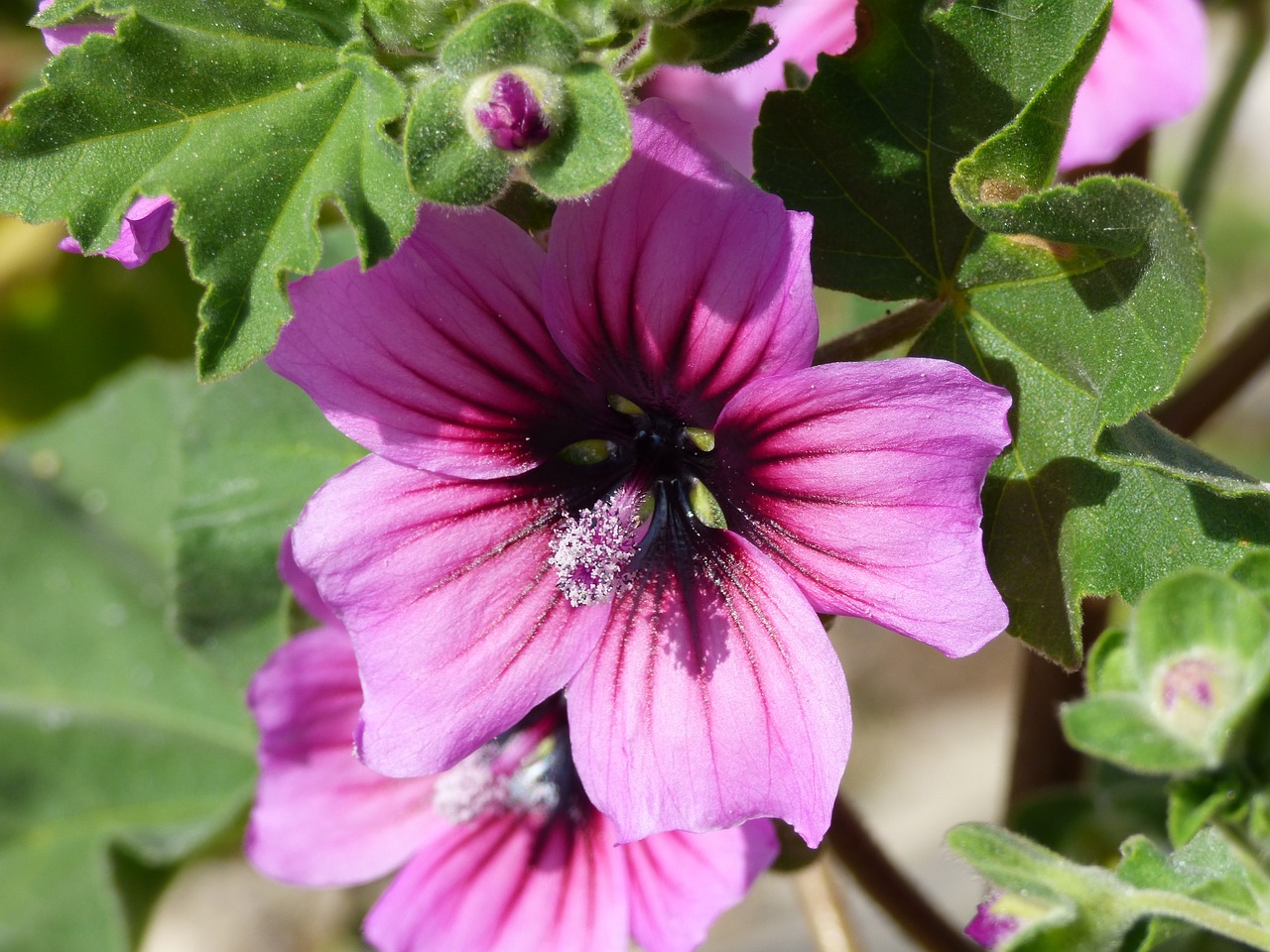 purple flower bloom free photo