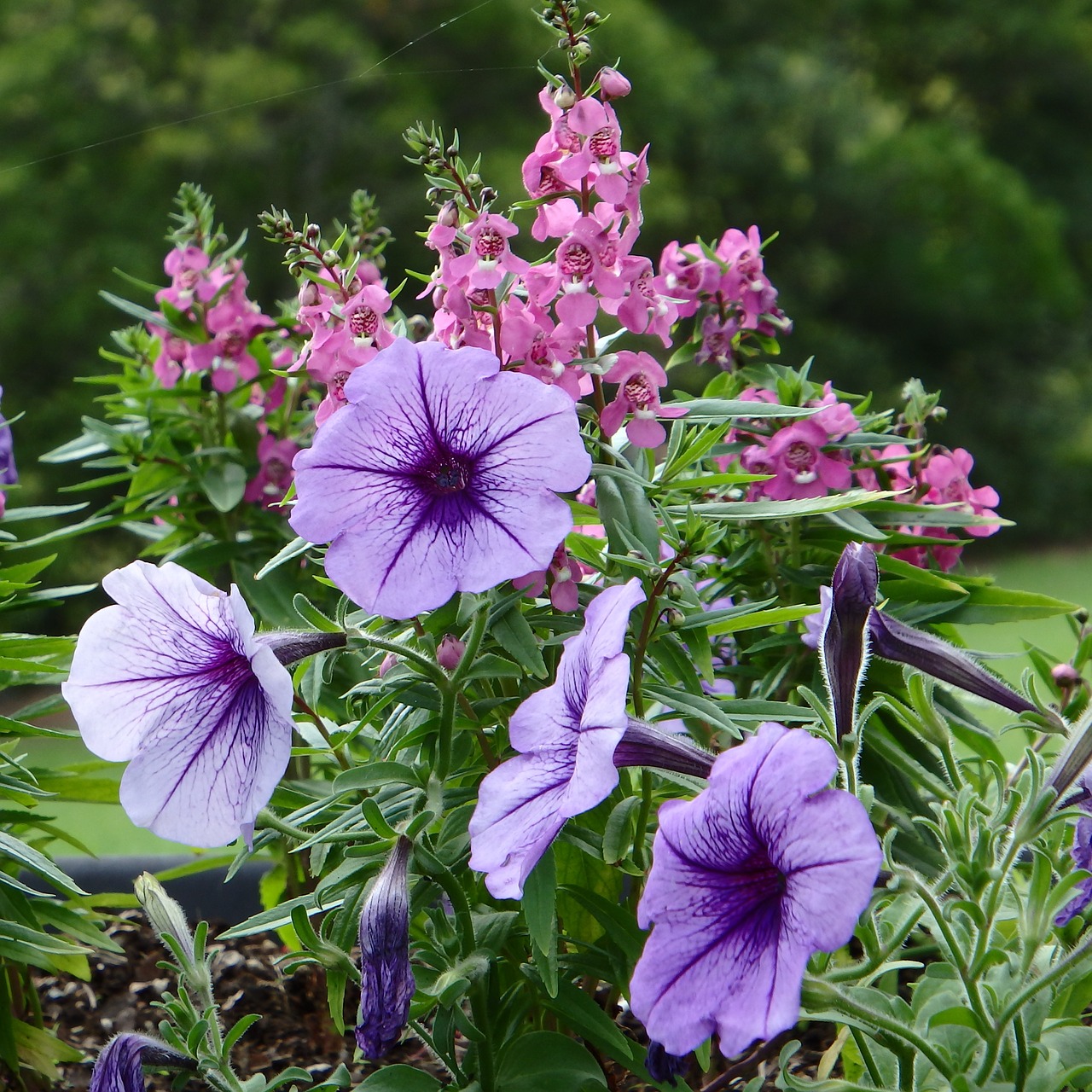 purple petunia pretty free photo