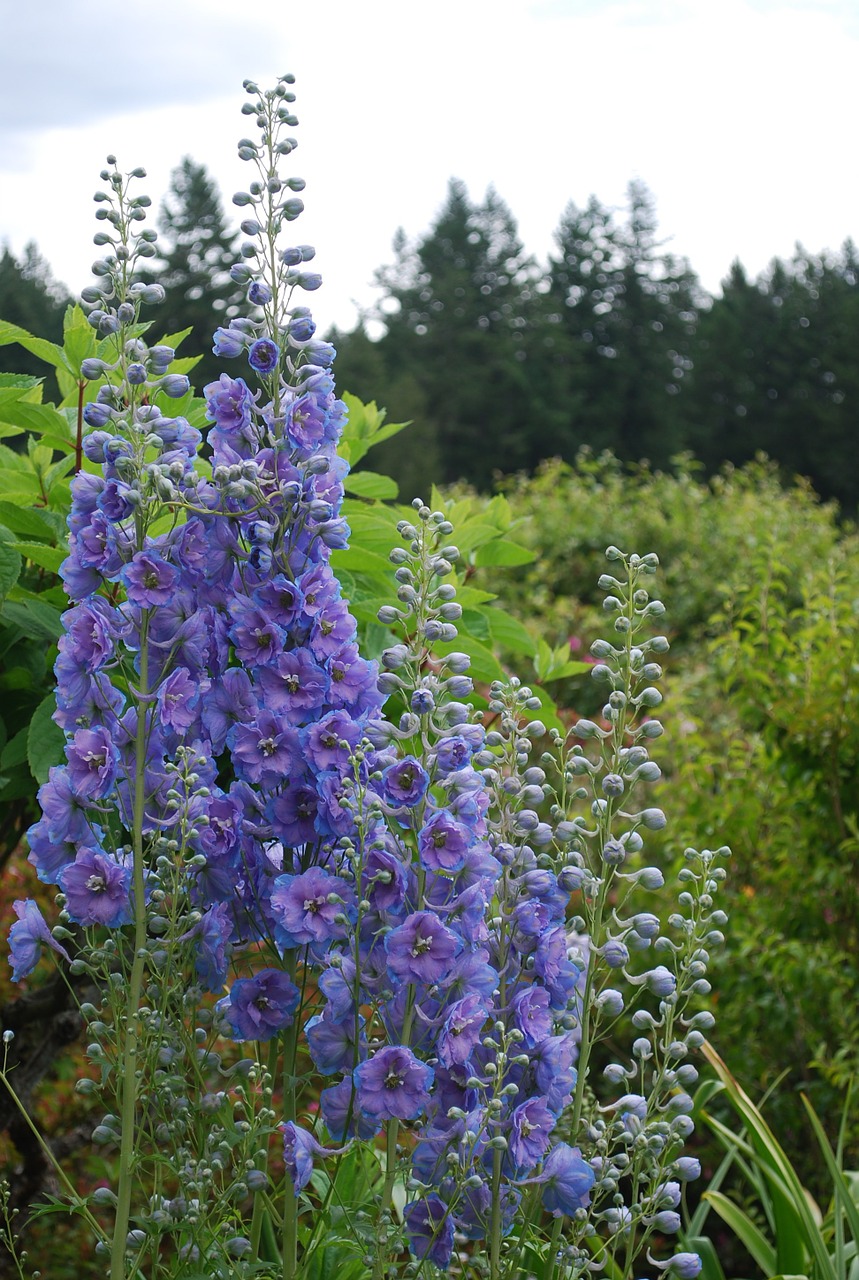 purple flower meadow free photo