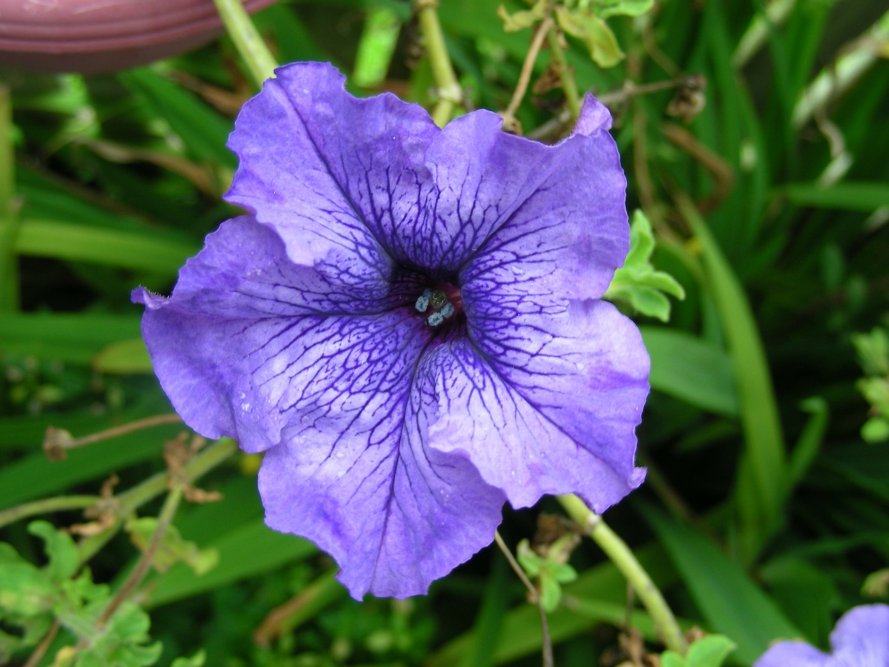 purple purple petunia flower free photo