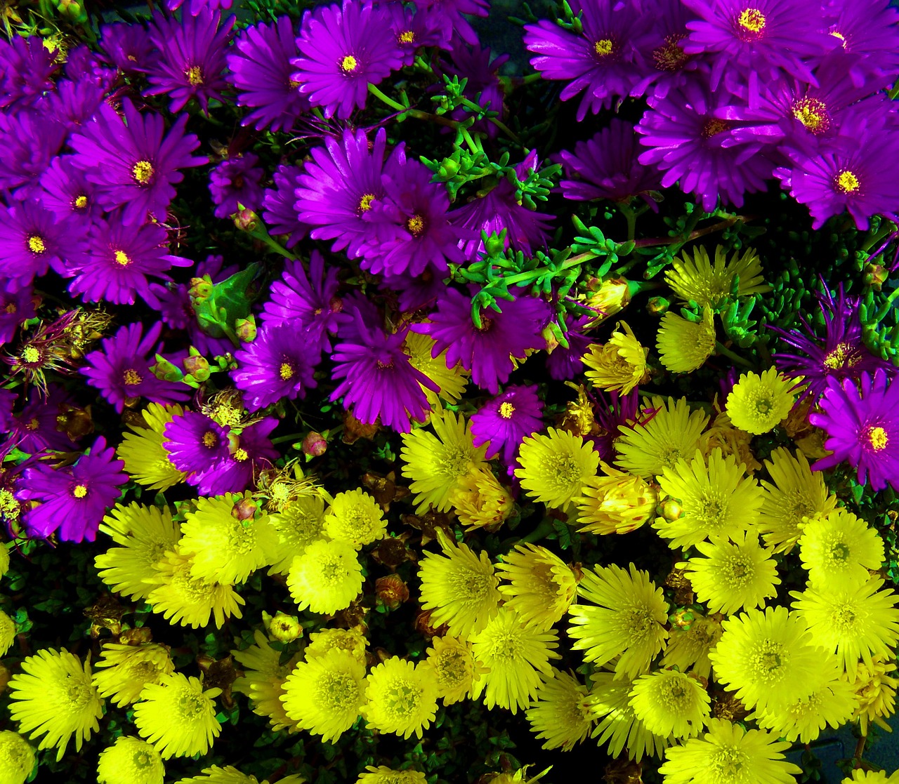 purple yellow flowers spring flower free photo