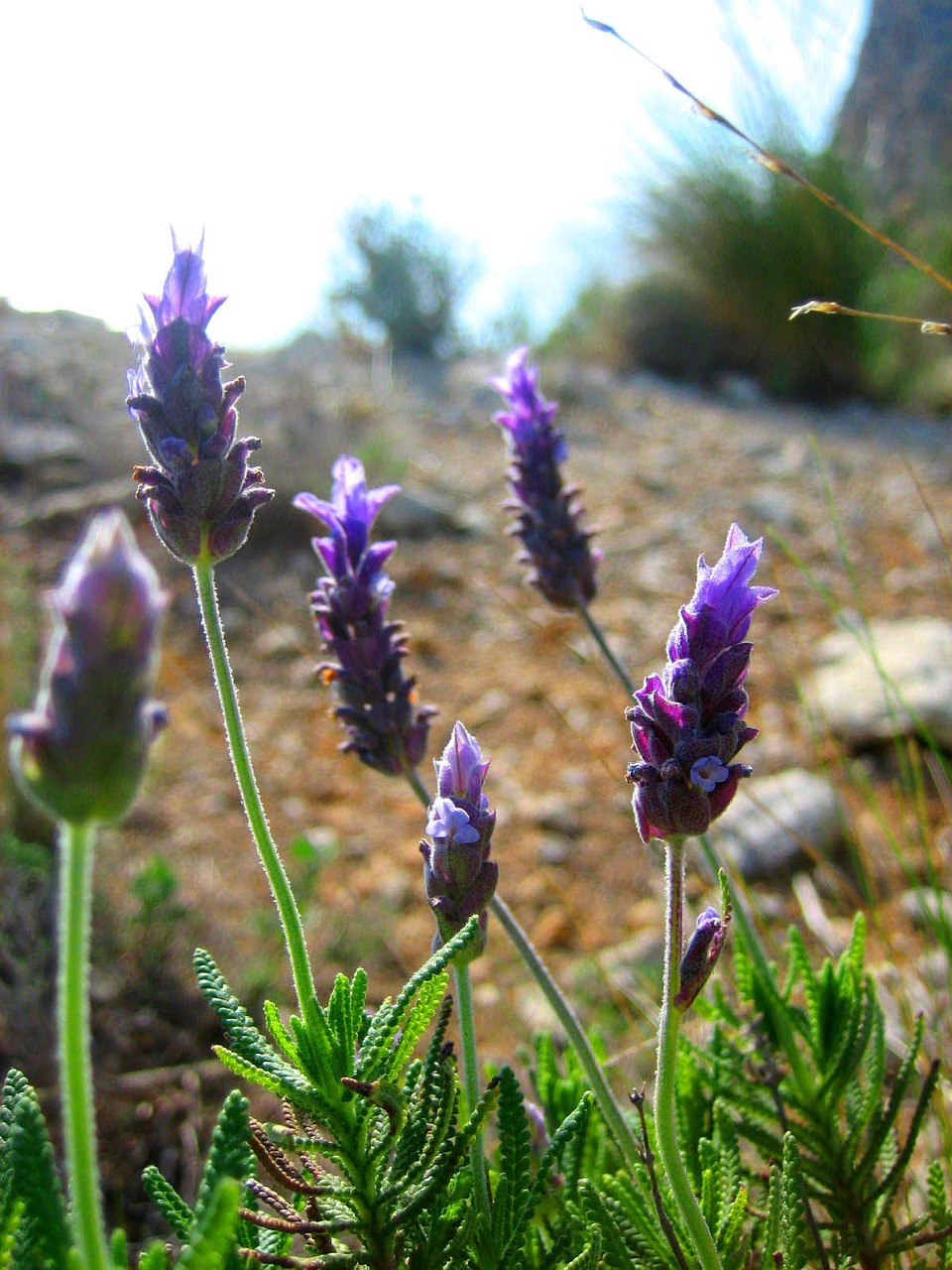 purple flowers flower free photo