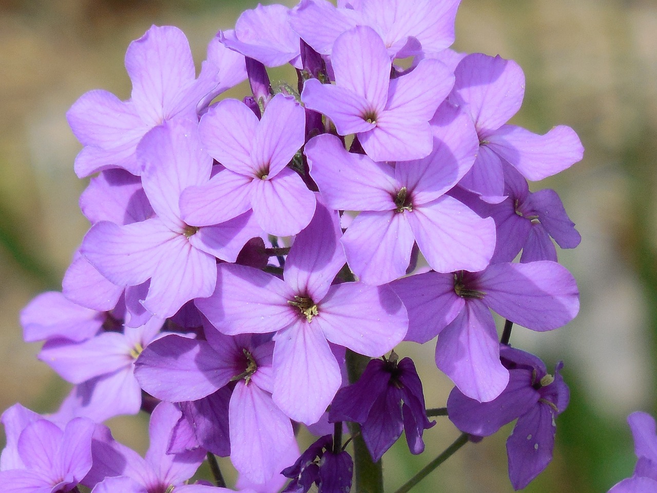 purple flower nature free photo