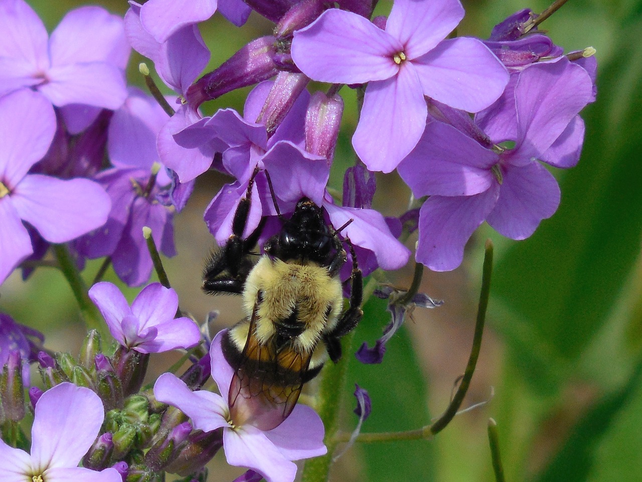 purple flower nature free photo