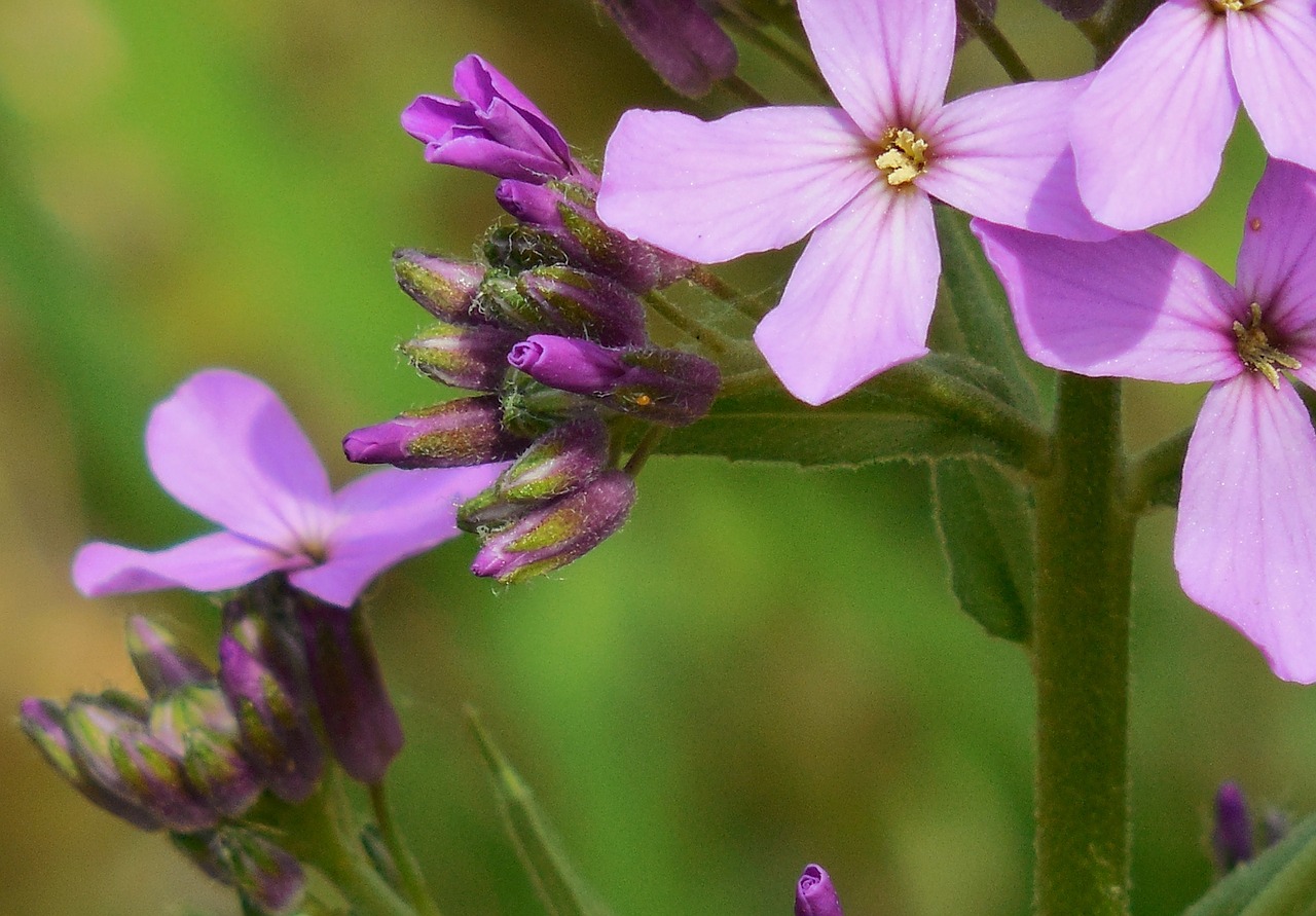 purple flower nature free photo