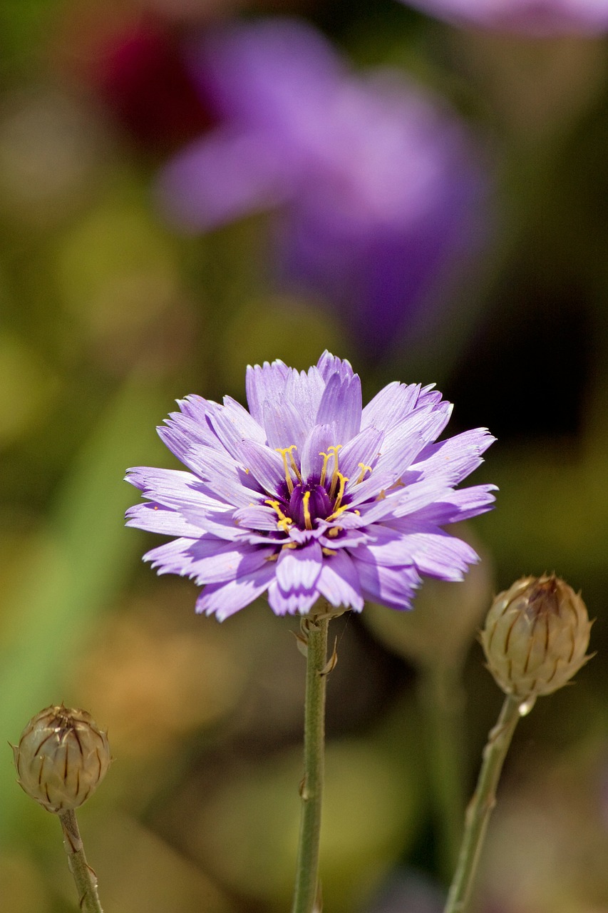 purple flower nature free photo