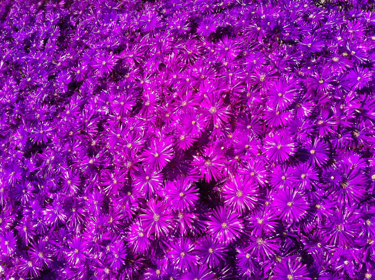 purple ice plant spring free photo