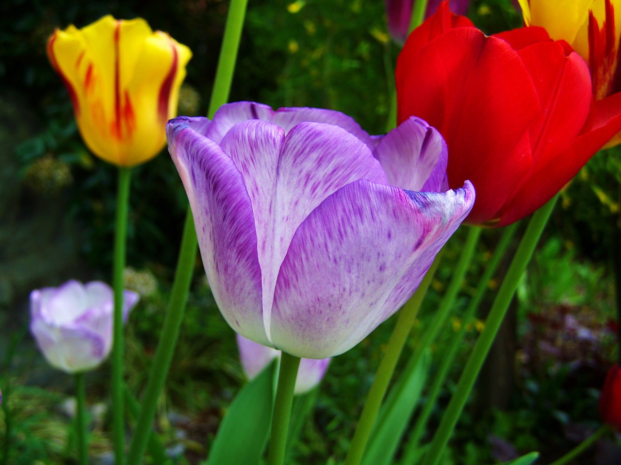 purple red yellow tulips free photo