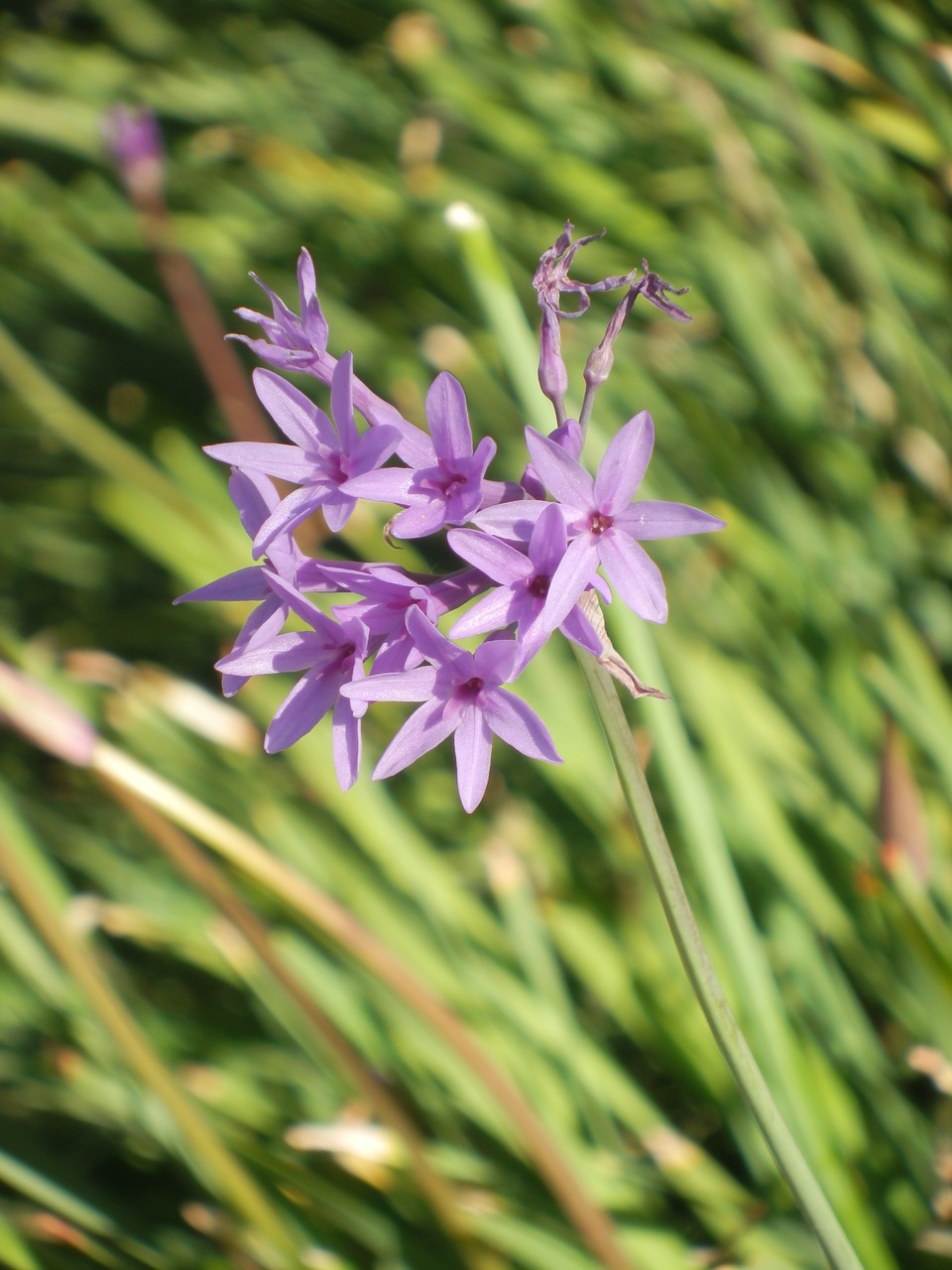 purple flowers floral free photo