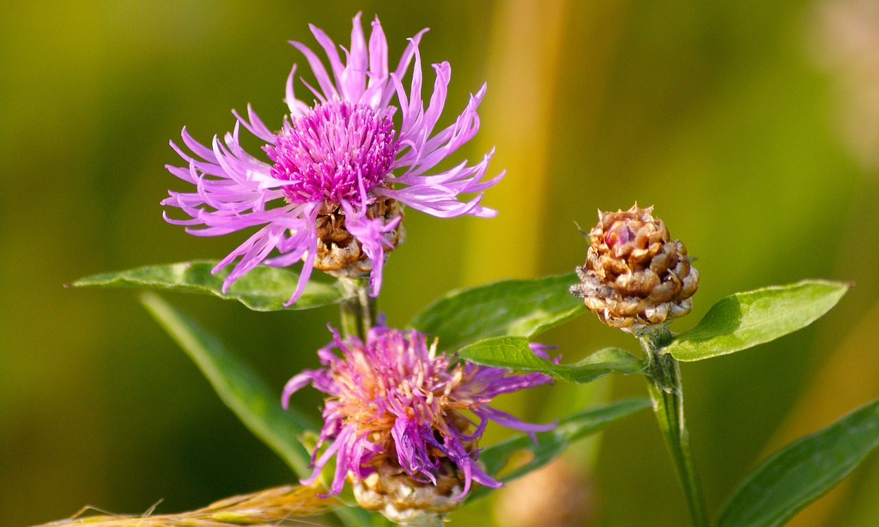 purple flower purple flower free photo