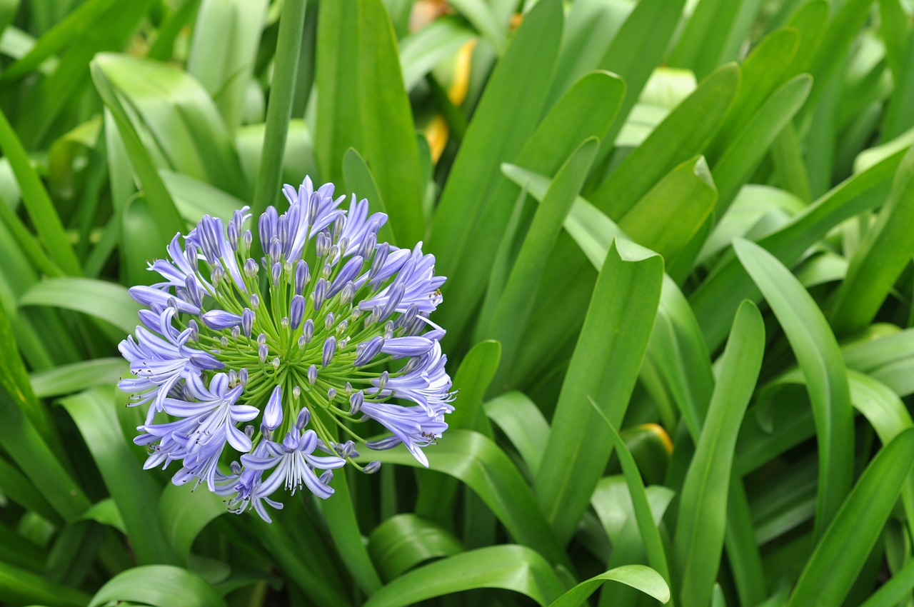 purple onion flower floral