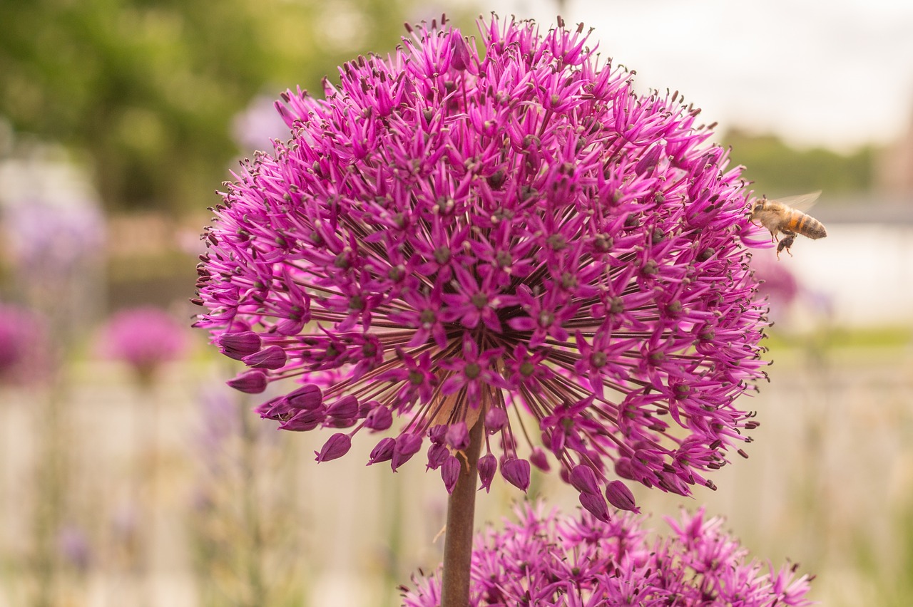 purple flower allium free photo