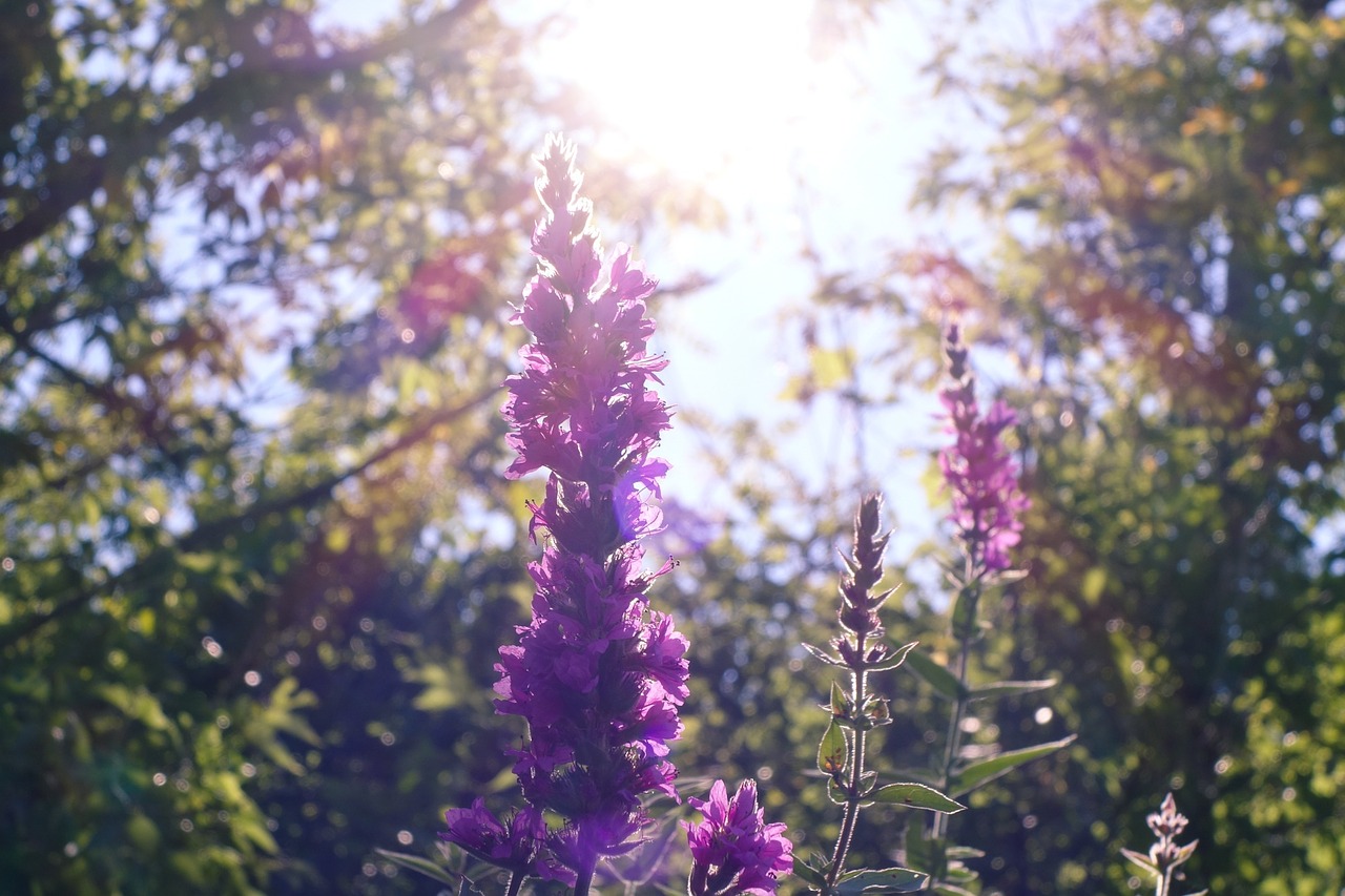 purple flowers sunshine free photo