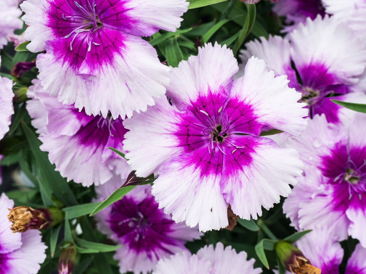 purple flowers garden free photo