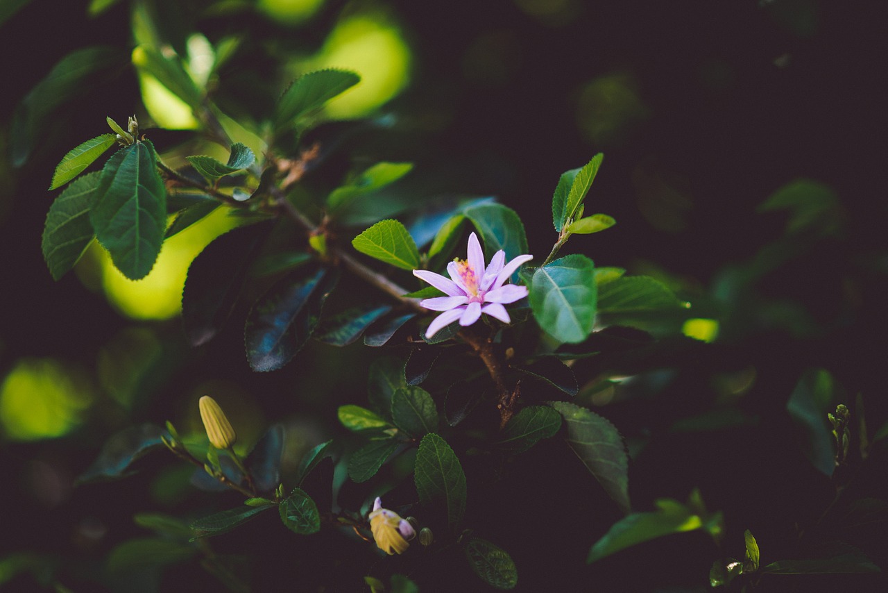 purple flower plants free photo