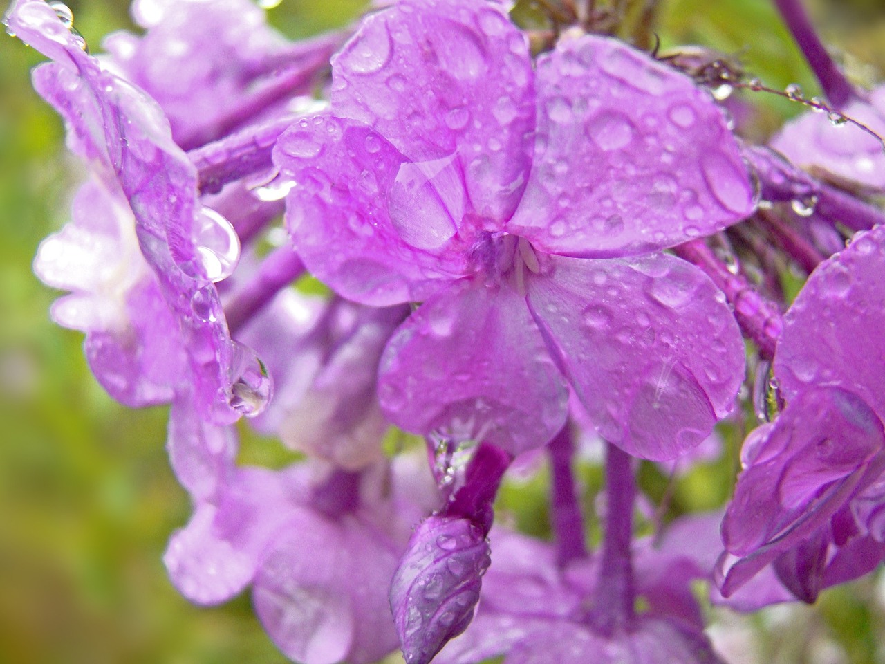 purple flowers close free photo