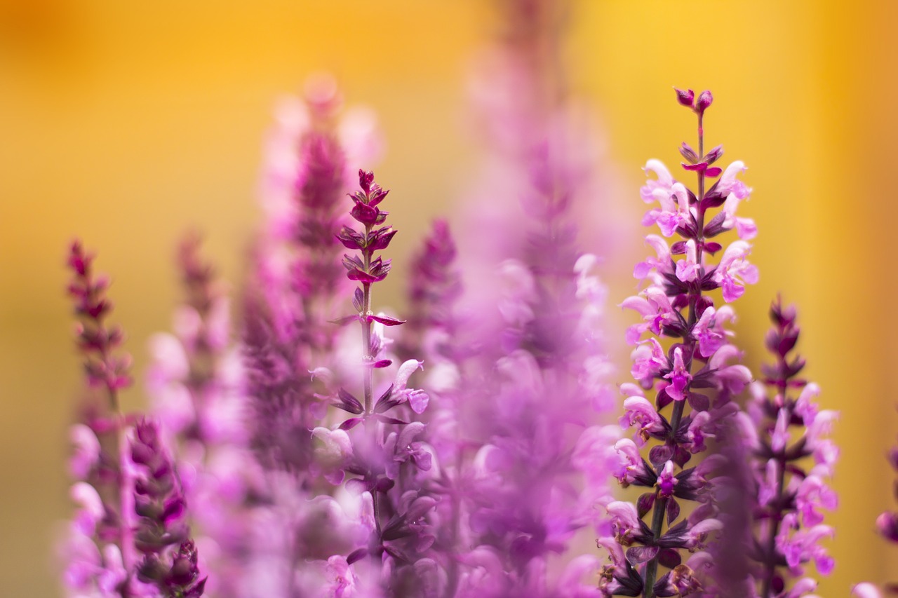 purple flowers nature free photo