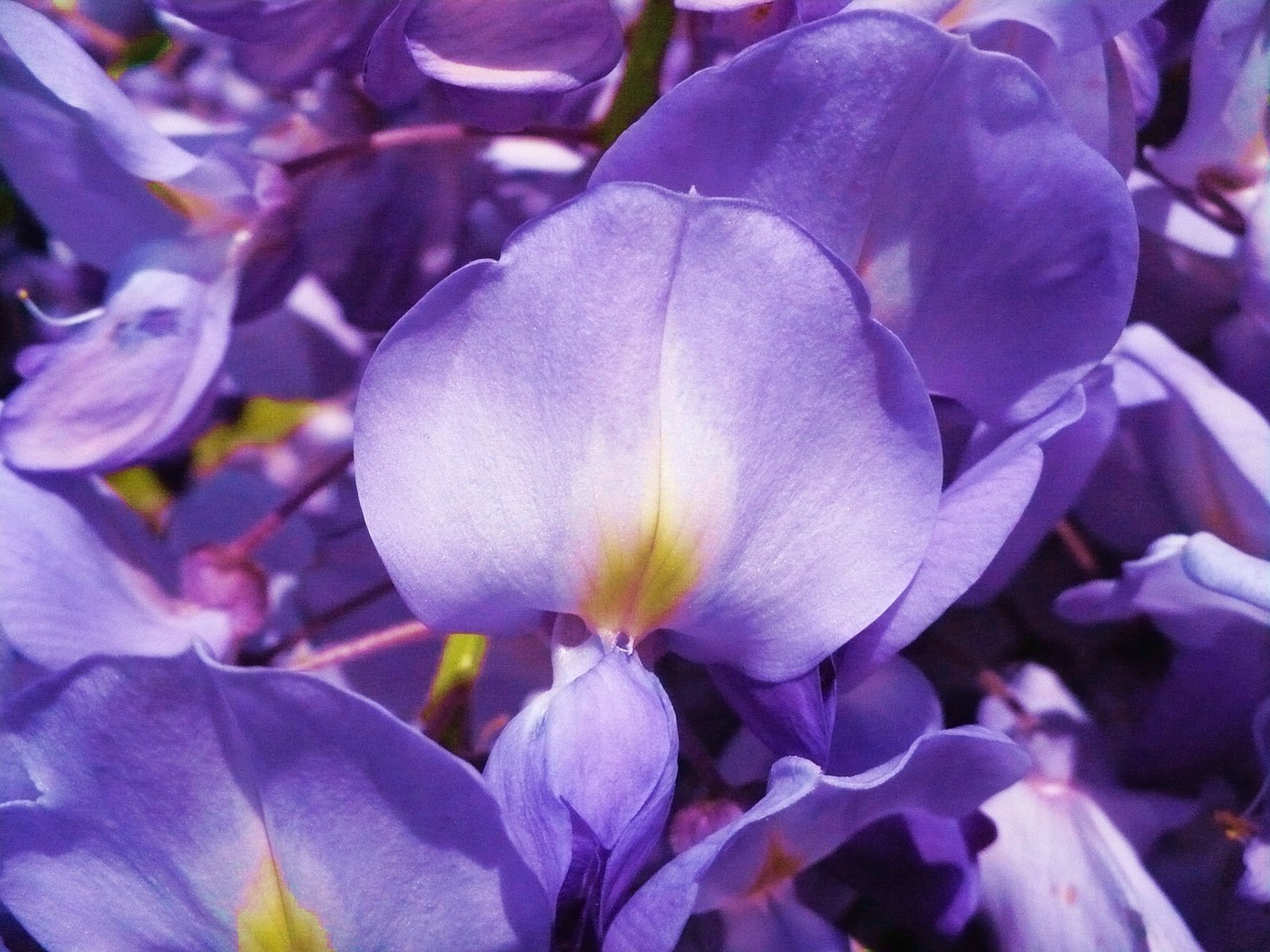 purple flower acacia free photo