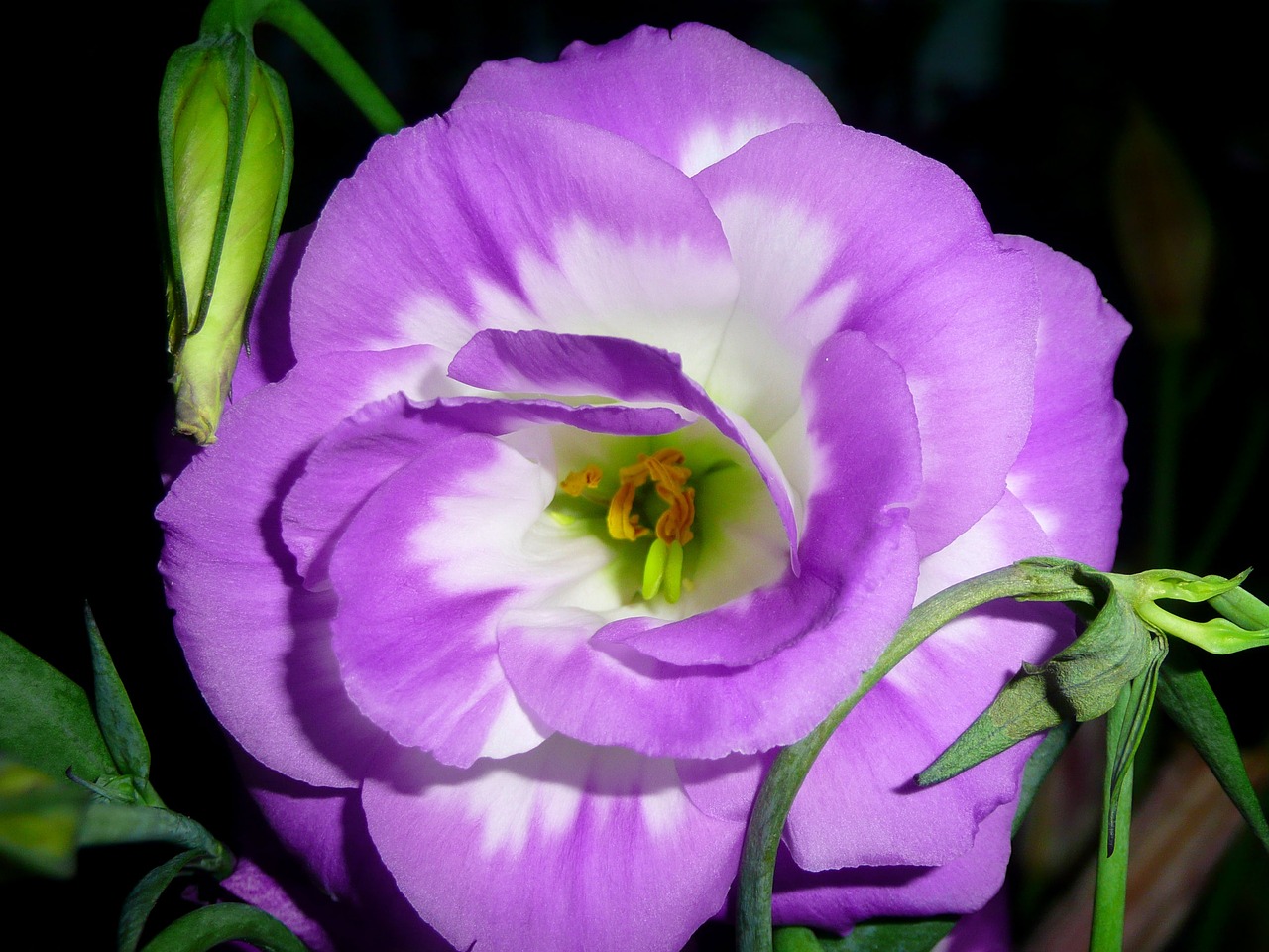 purple flower violet free photo