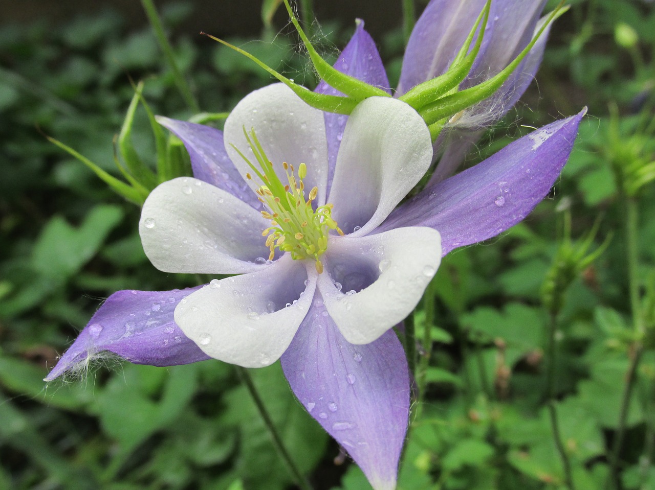 purple white columbine free photo