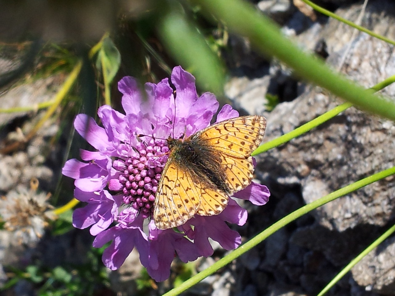 purple imola butterfly free photo