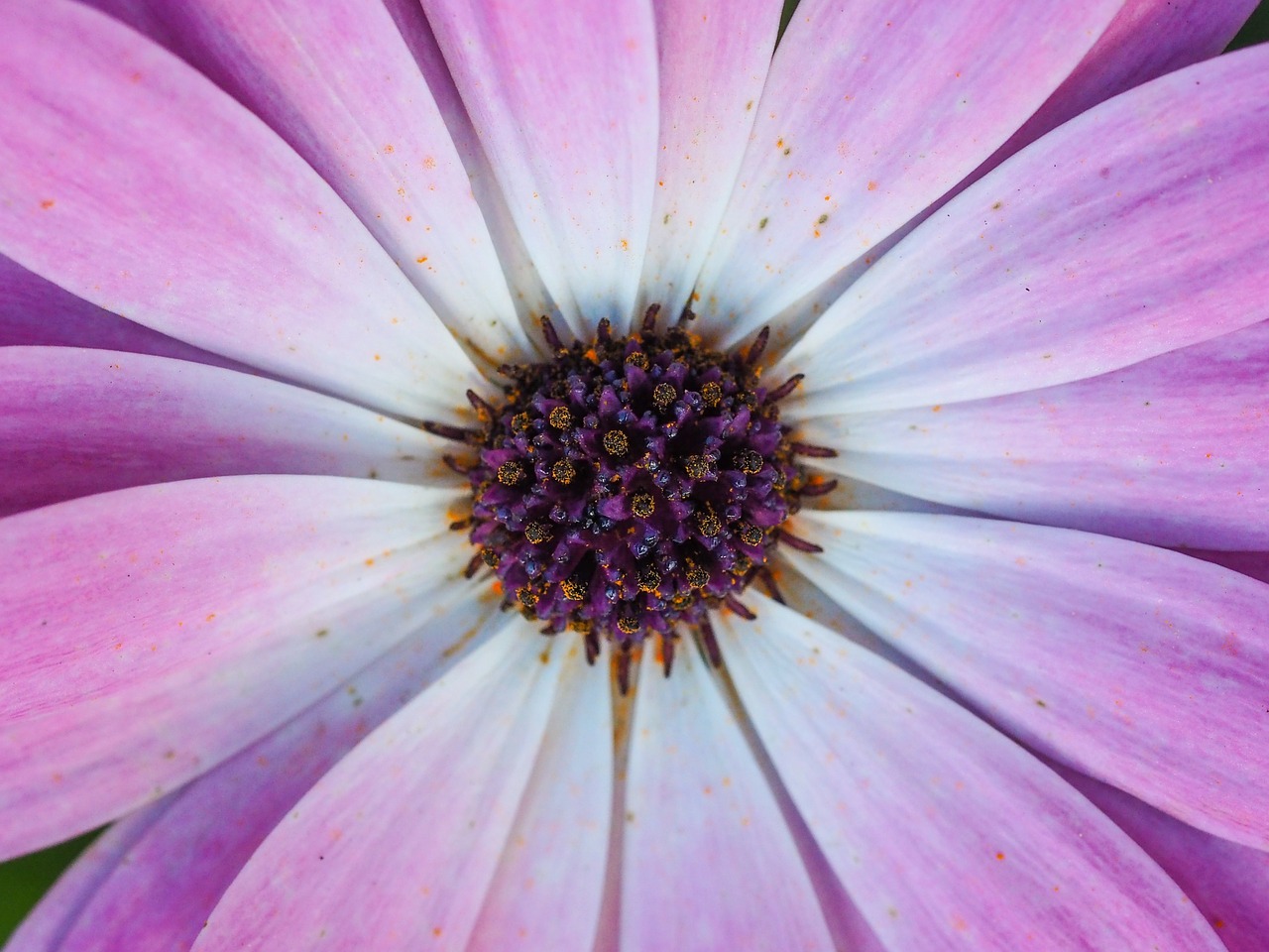 purple flower center free photo