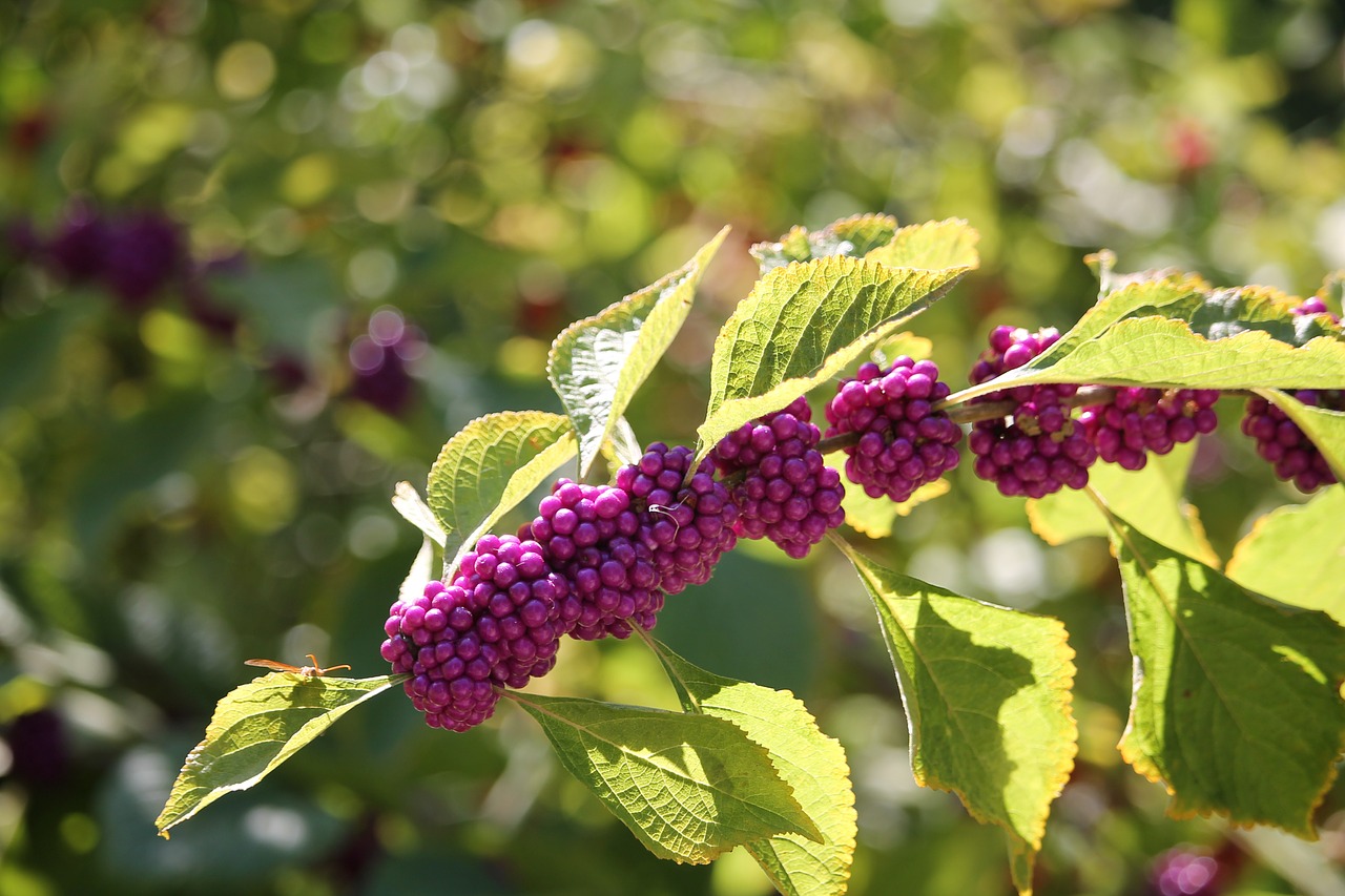 purple plant summer free photo