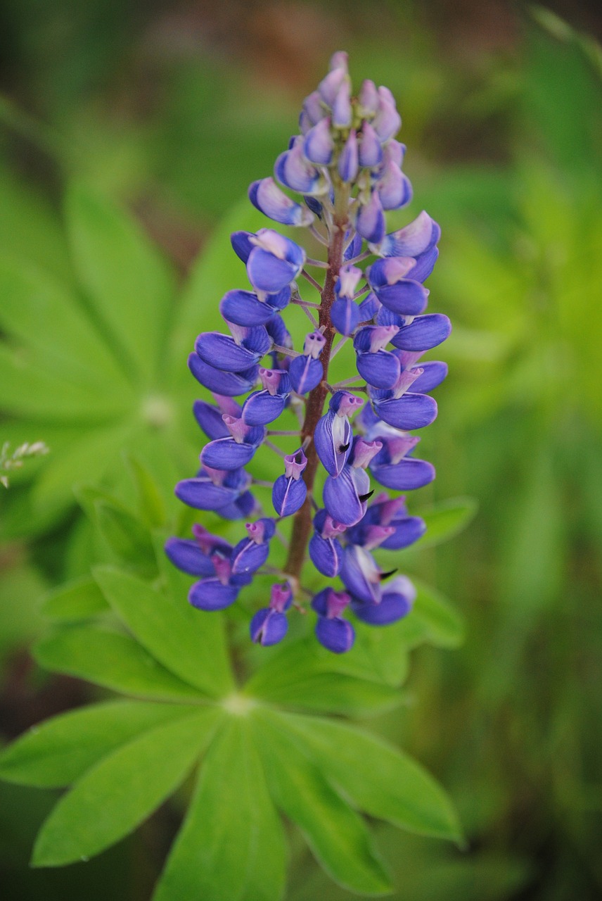 purple flower forest free photo