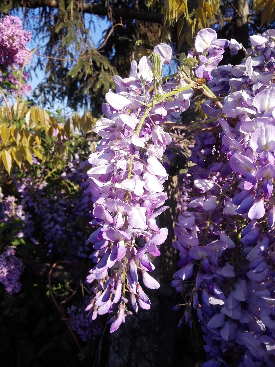 purple acacia spring flower free photo