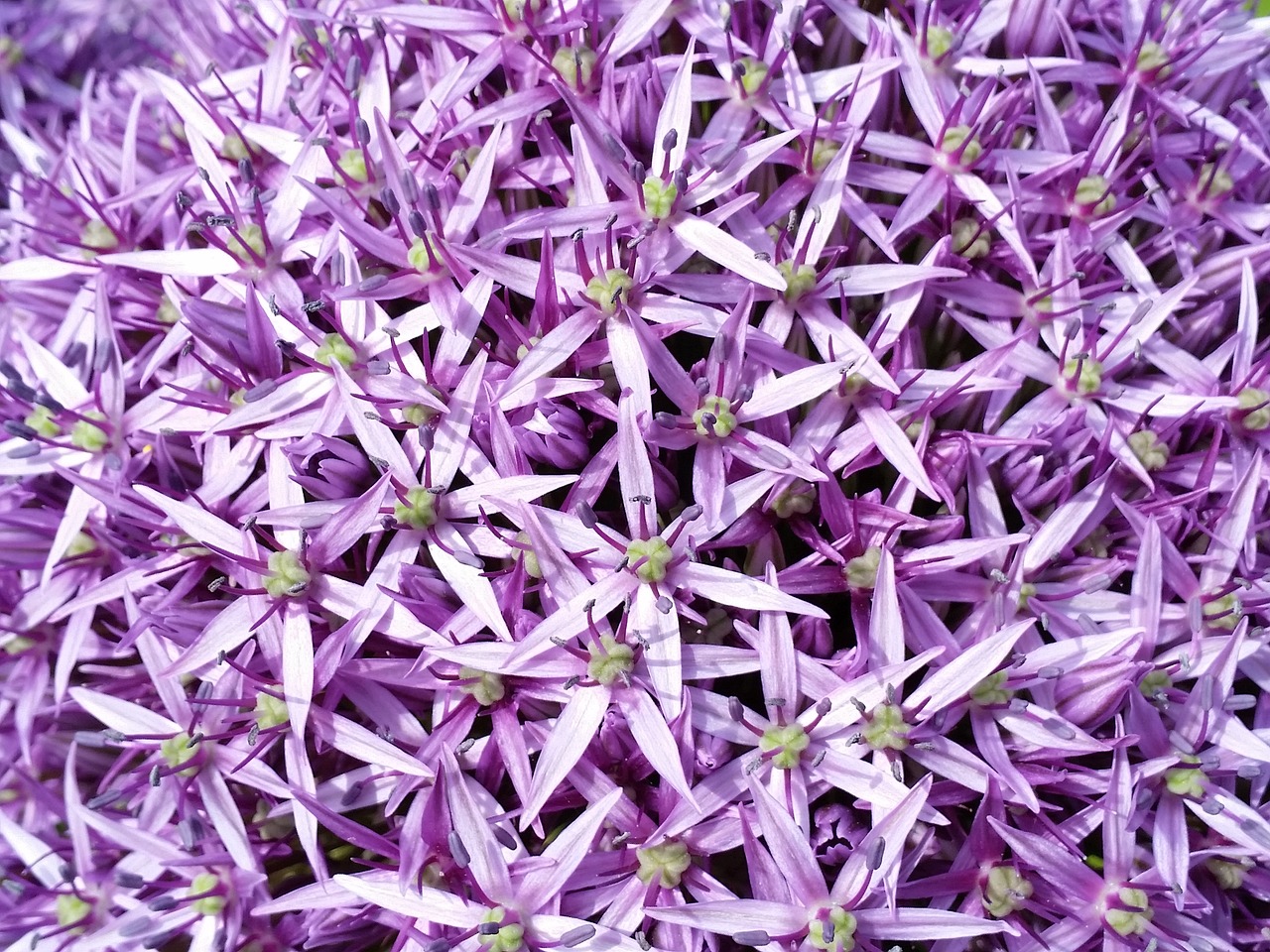 purple allium flowers garden free photo