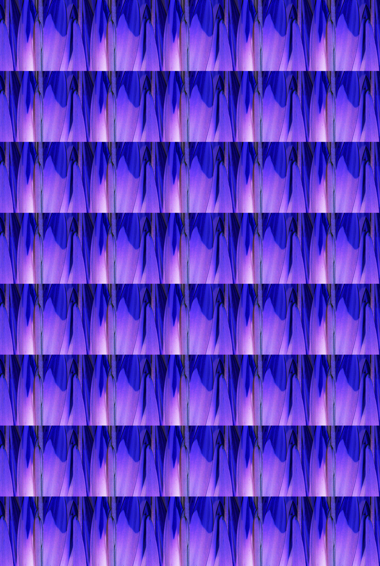 pattern shaded purple free photo