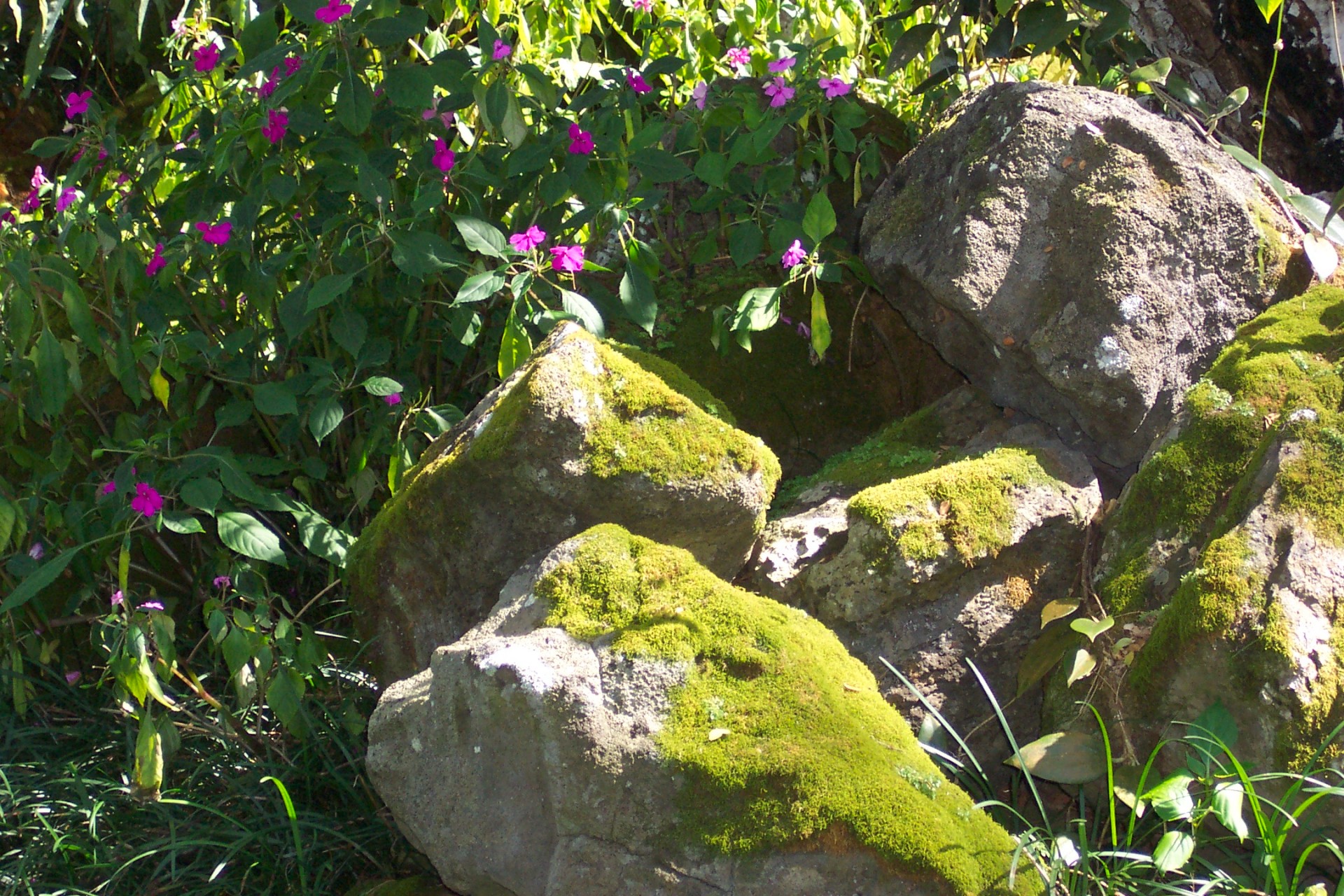 plants moss waimea falls free photo