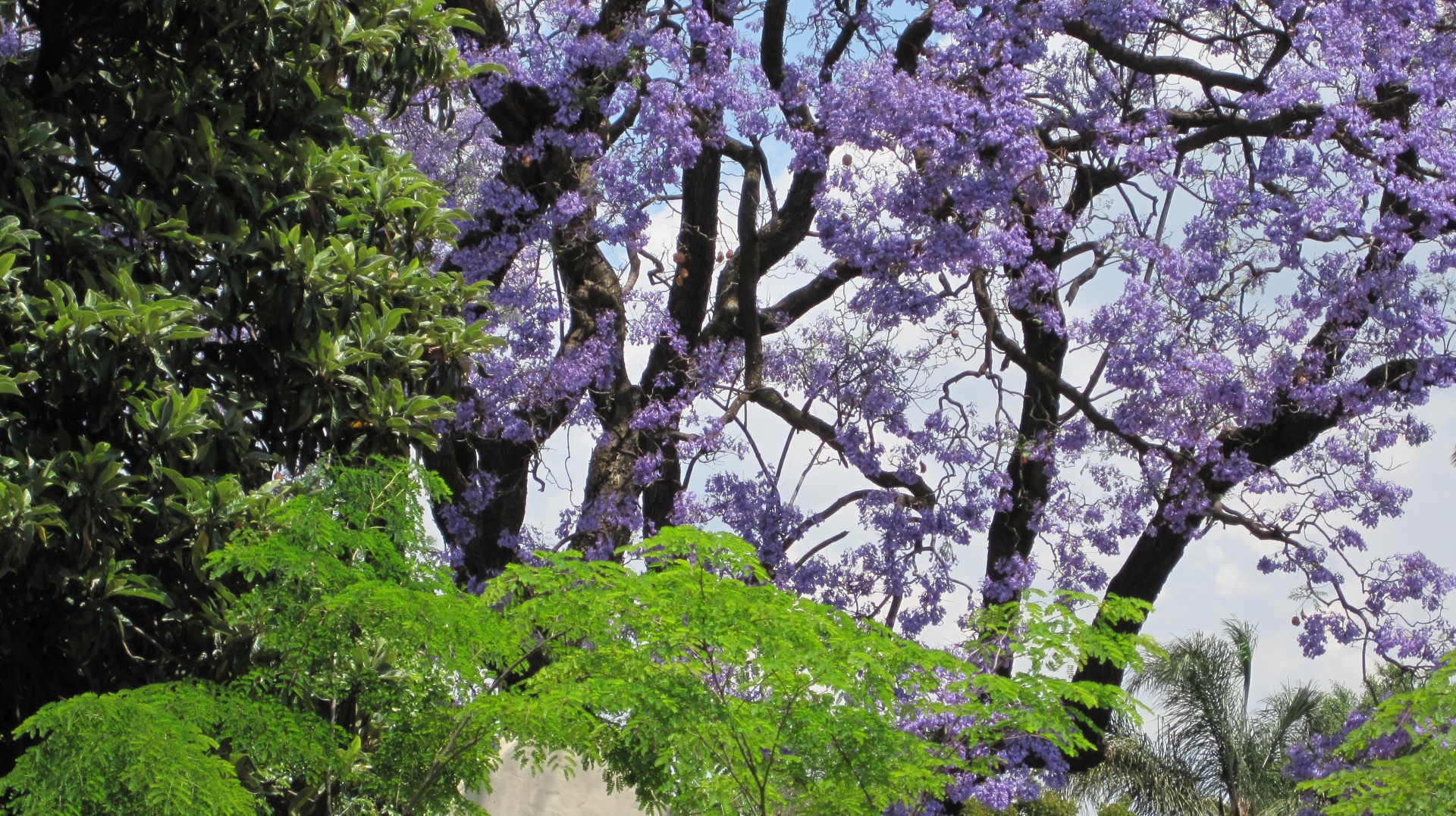 jacaranda tree flowering free photo