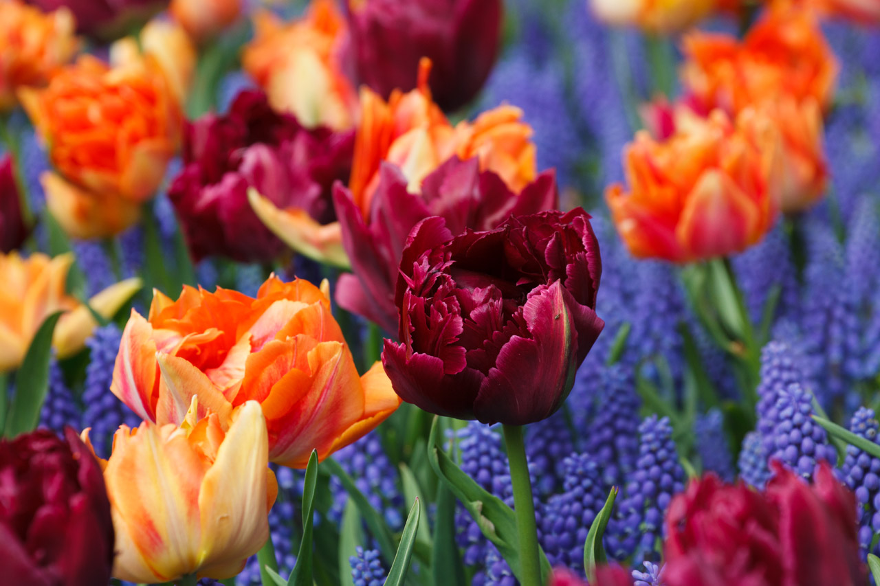 orange tulips flower free photo