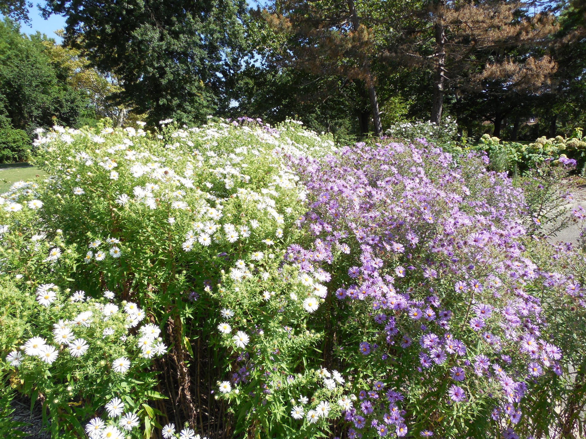 flowers asters purple and white asters free photo