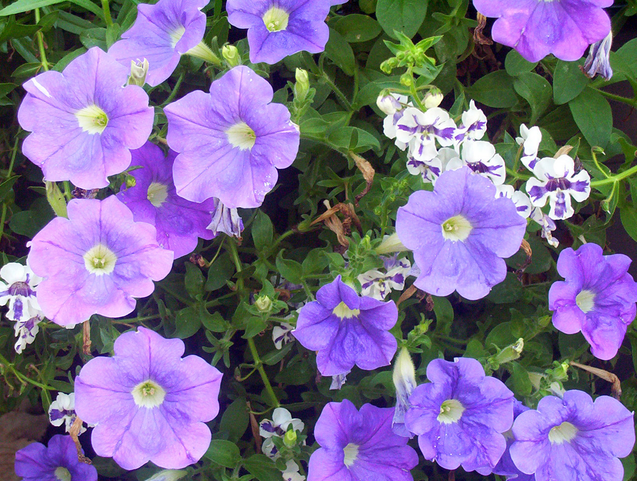 flowers purple white free photo