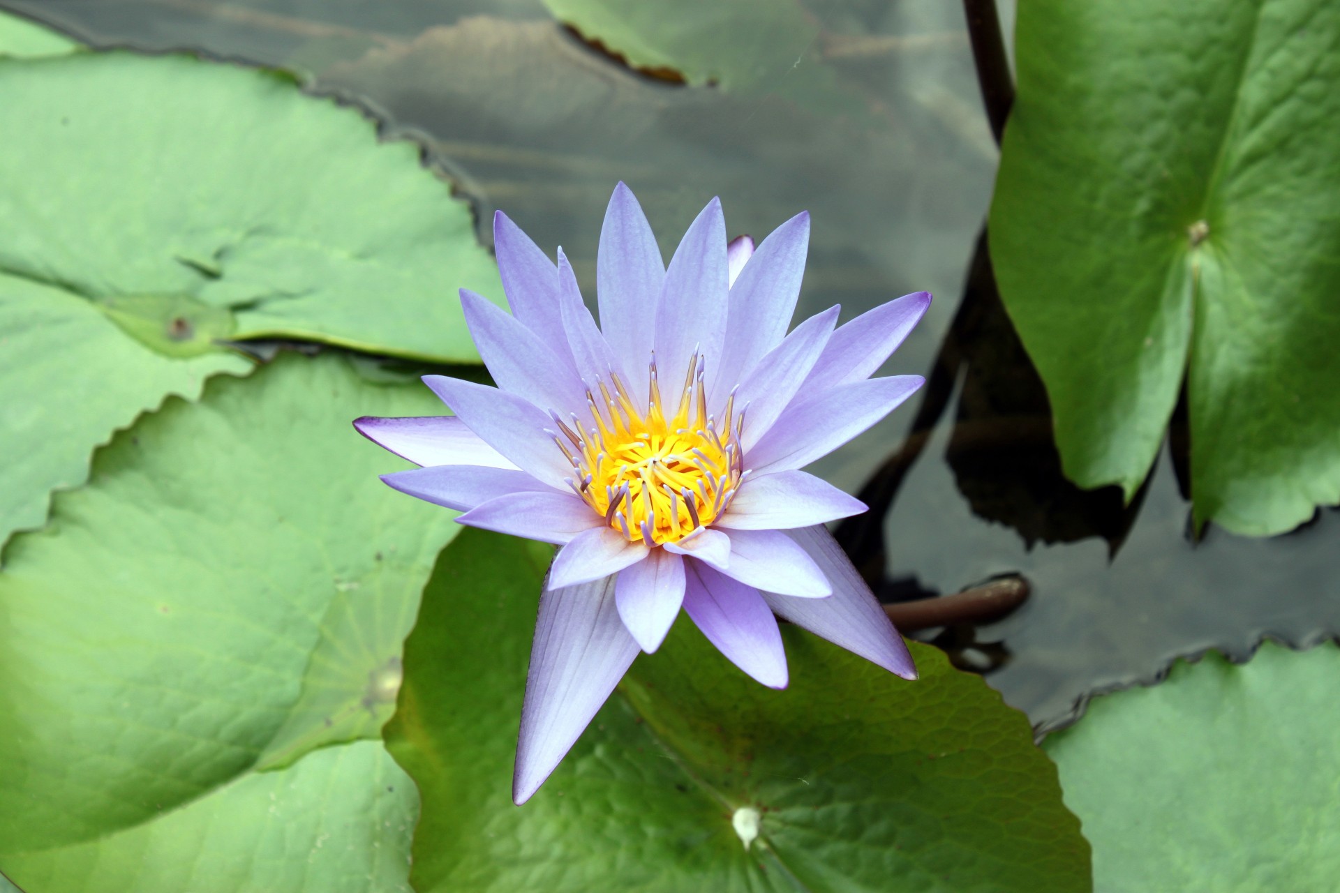 a group lotus flower purple white lotus flower lotus leaves free photo