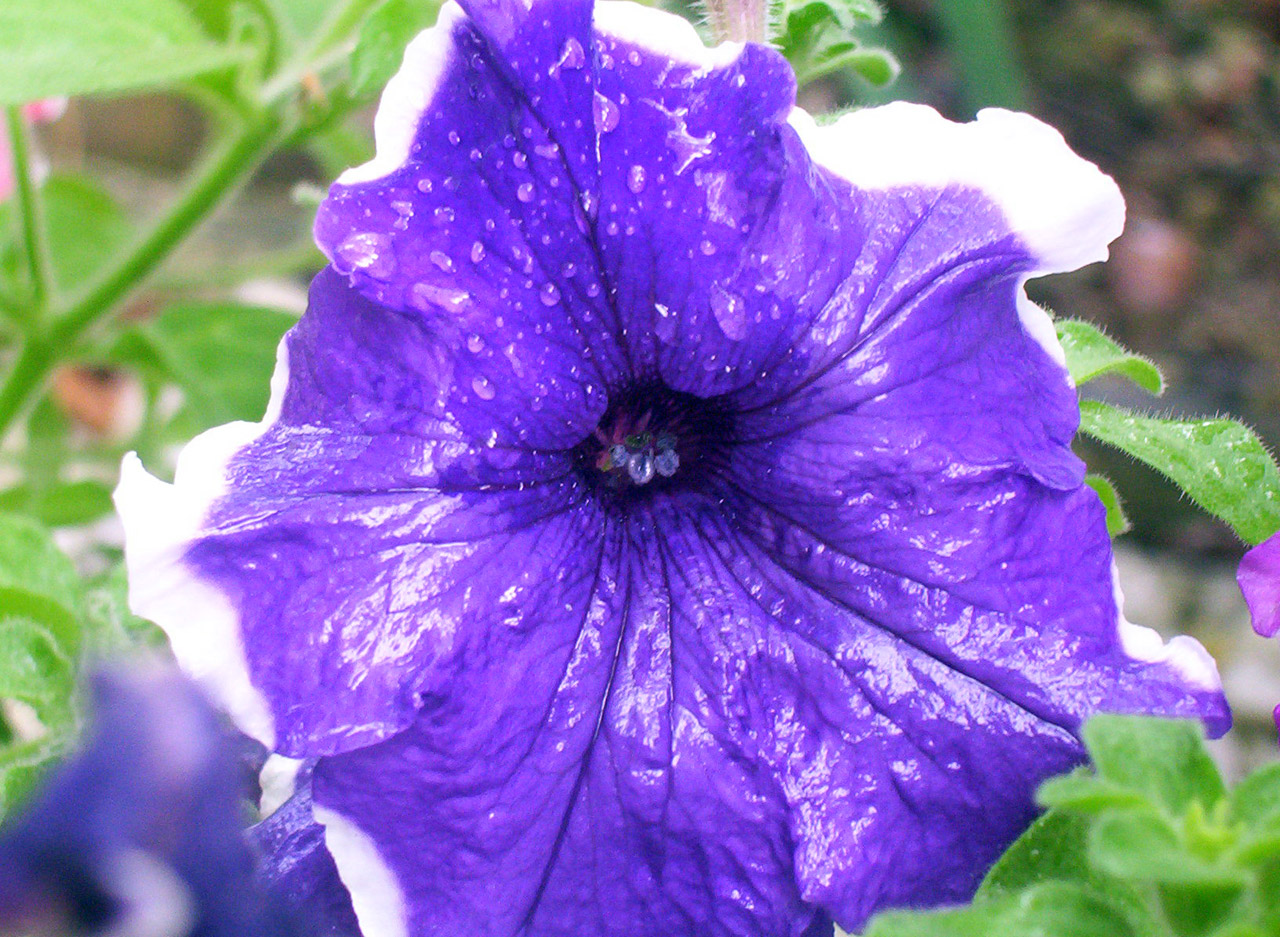 purple white petunia free photo