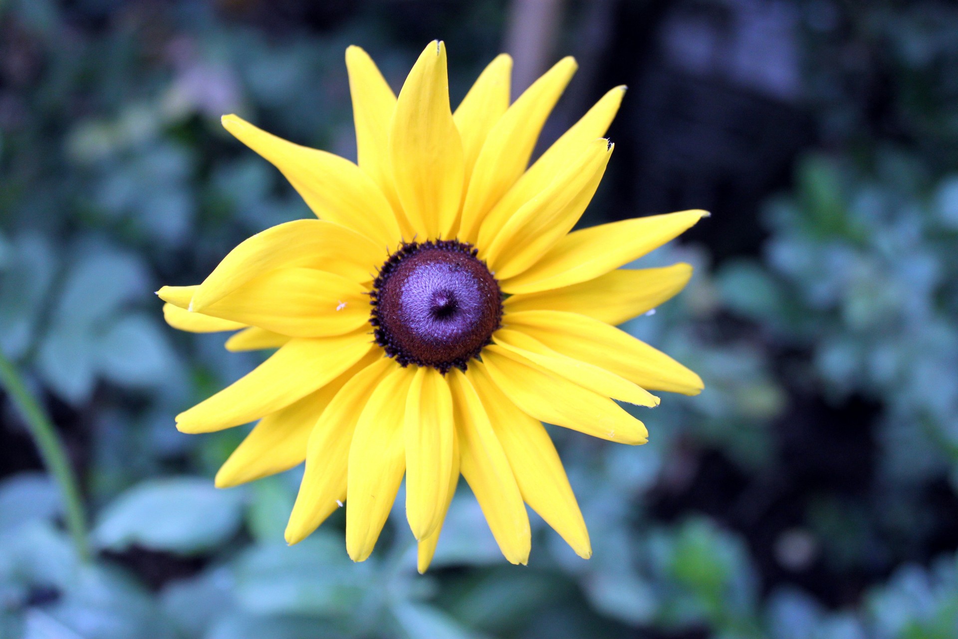 purple yellow daisy free photo