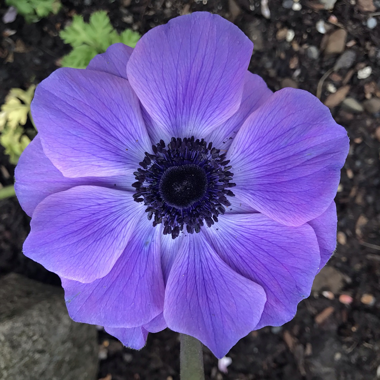 purple anemone  purple flower  flower free photo