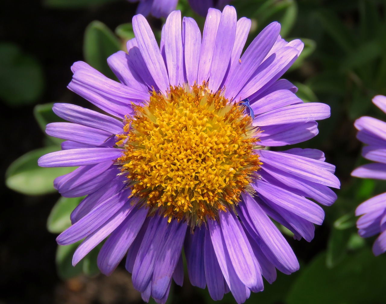 purple aster purple flower aster free photo