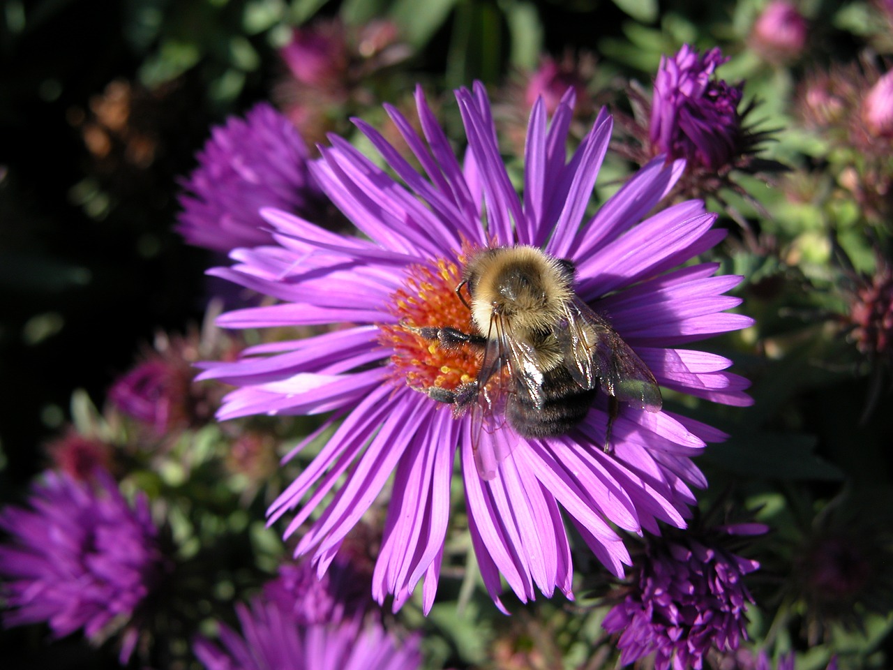 purple aster flower bumble bee free photo