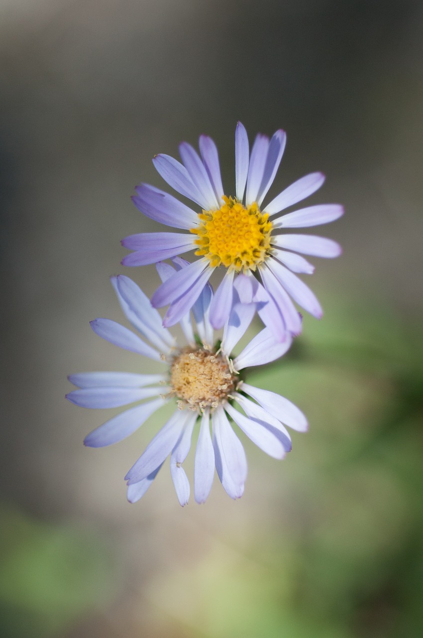 purple aster flower shallow depth of field free photo