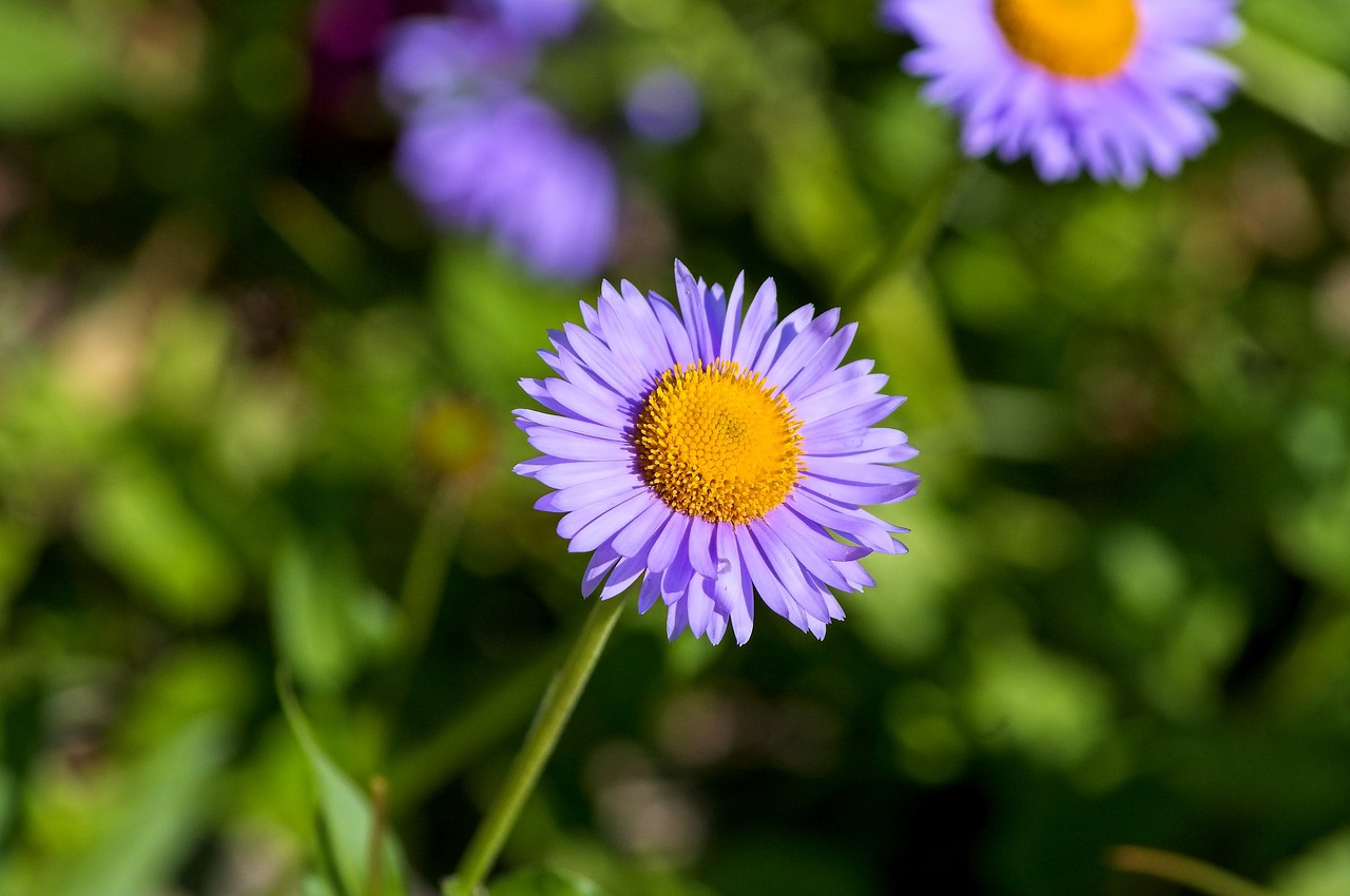 purple aster  aster  daisy free photo