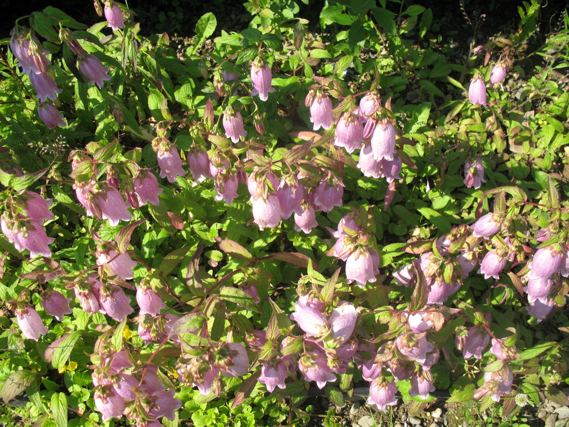 purple bells lots purple bells bed purple bells free photo