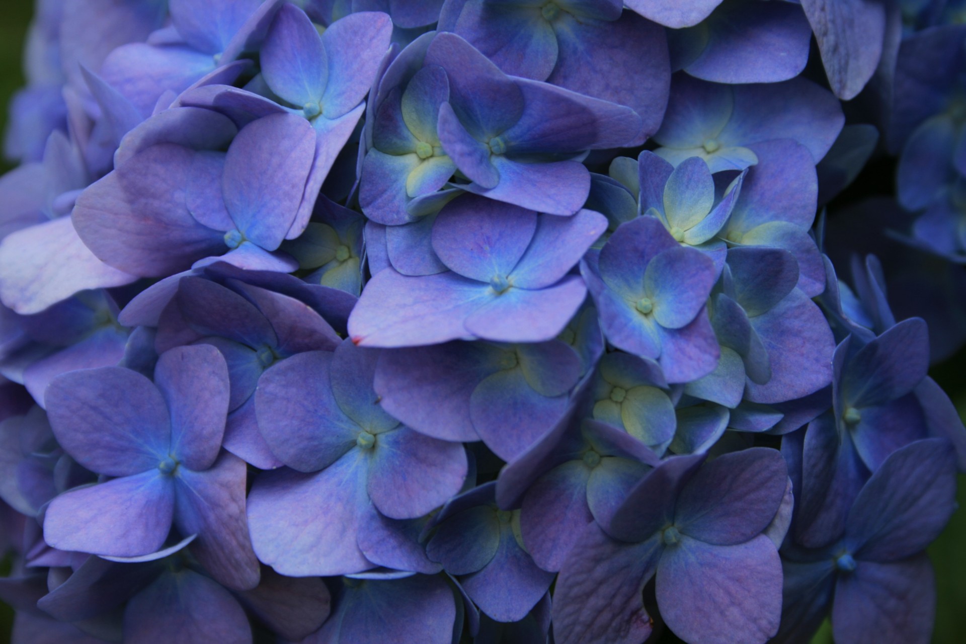 flower florets hydrangea free photo