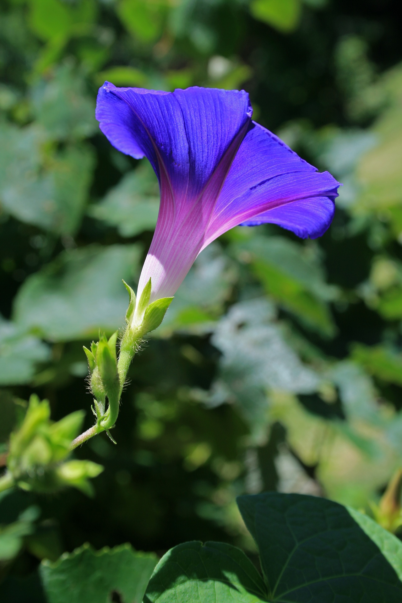 flower trumpet purple free photo