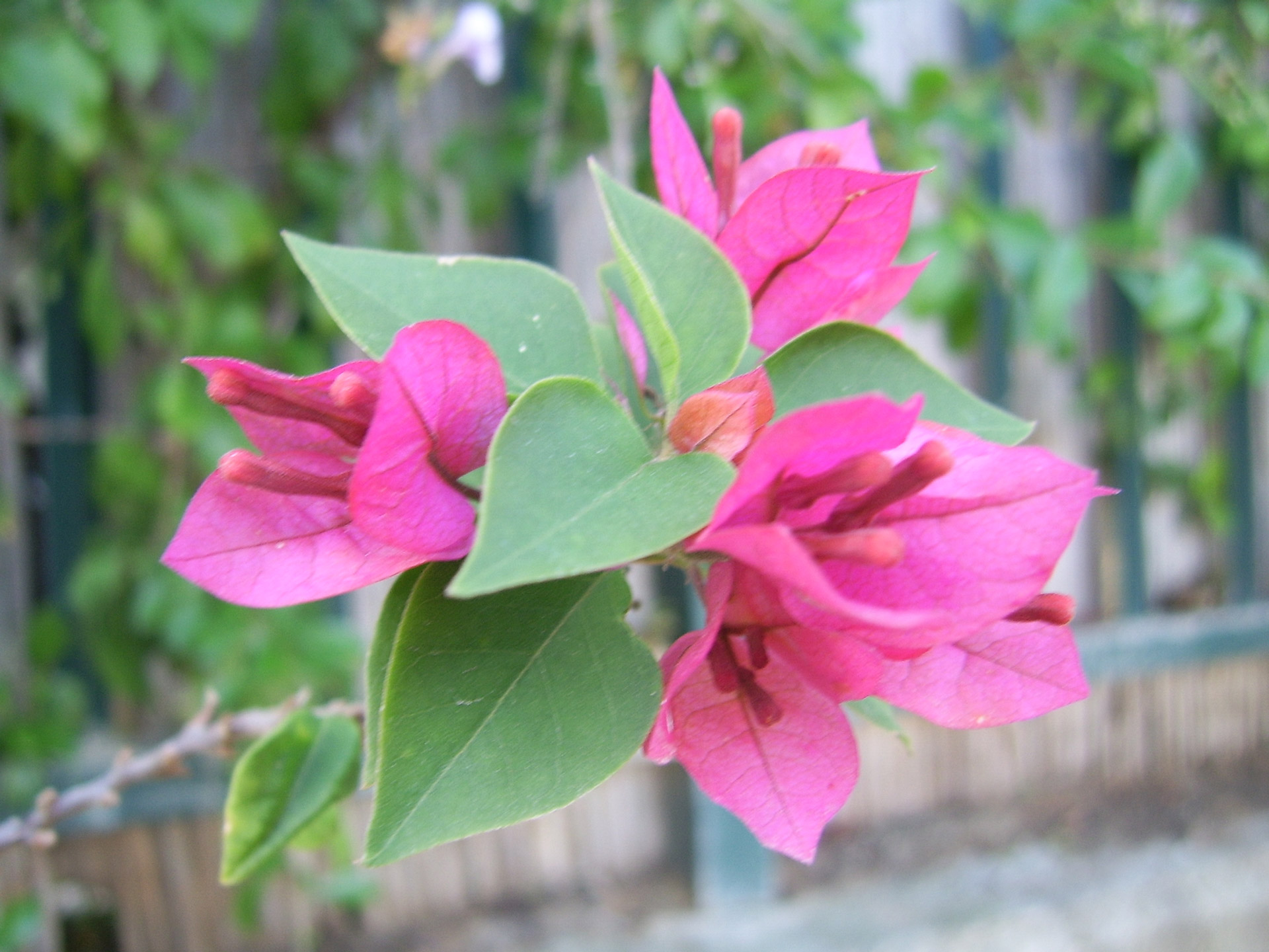 purple bougainvillea purple bougainvillea free photo